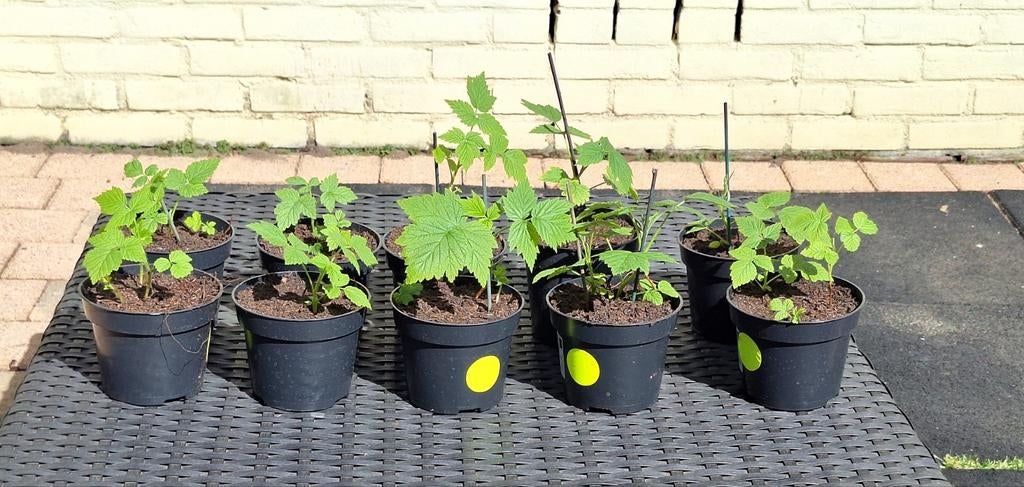 Gele framboos plantjes, Tuin en Terras, Planten | Tuinplanten, Ophalen, Volle zon, Vaste plant, Zomer