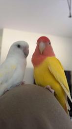 Koppel Prachtige & Tamme Agaporniden (, Handtam) (, Tam), Meerdere dieren, Parkiet, Geringd