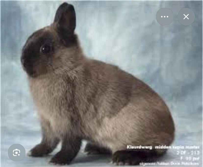 Middensepia marter kleurdwerg gezocht, Dieren en Toebehoren, Meerdere dieren, Dwerg, 0 tot 2 jaar