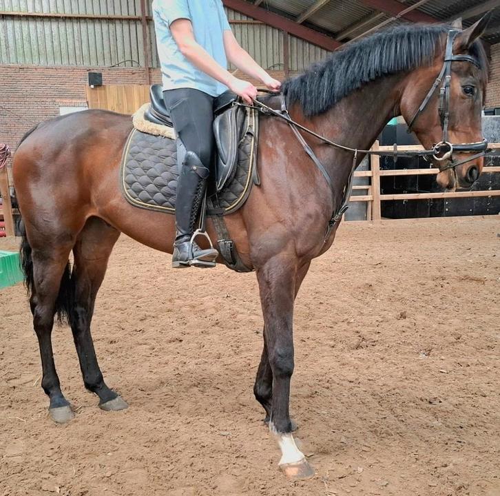 Topbrave 5 jr recreatie/manege ruin 1,70 mtr, Dieren en Toebehoren, Paarden, Ruin, B, 165 tot 170 cm, 3 tot 6 jaar, Recreatiepaard