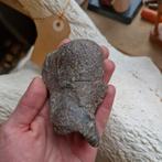 Maiasaura astragalus fossiel, Ophalen of Verzenden, Fossiel