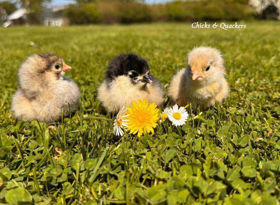 Australorp kuikens - Raszuiver! 🐥, Dieren en Toebehoren, Pluimvee