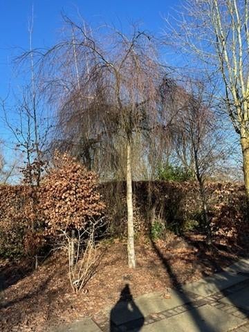treurberk, Tuin en Terras, Planten | Bomen, Treurboom, Lente, 400 cm of meer, Ophalen