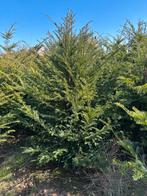Taxus en coniferen te koop, Ophalen, Bloeit niet, Halfschaduw, Overige soorten