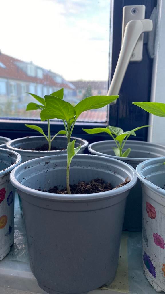 Paprika plantjes, Ophalen, Eenjarig, Groenteplanten, Volle zon
