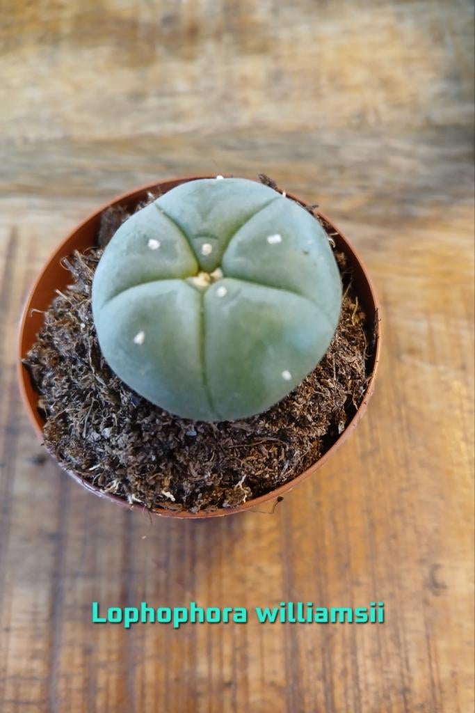 Lophophora williamsii Cactus - 5.5 cm, Huis en Inrichting, Kamerplanten, Ophalen of Verzenden, Cactus, Minder dan 100 cm, Volle zon