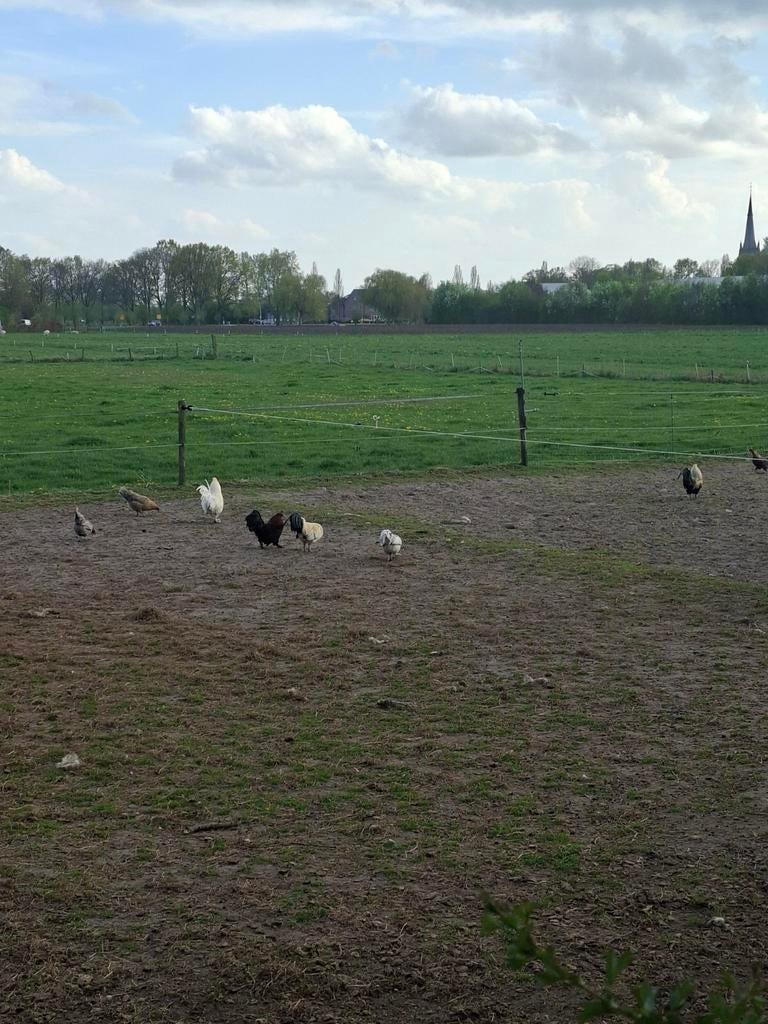 Diverse Hanen, Dieren en Toebehoren, Pluimvee, Mannelijk, Kip