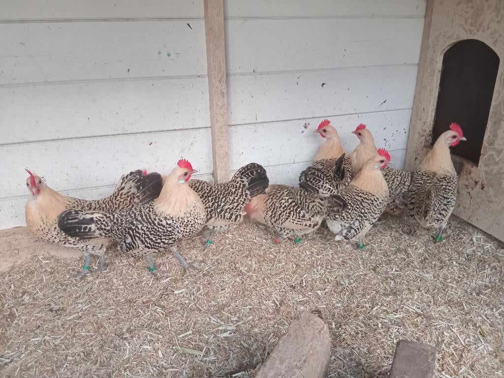 Groninger Meeuw Citroenpel kriel, Dieren en Toebehoren, Pluimvee, Vrouwelijk, Kip