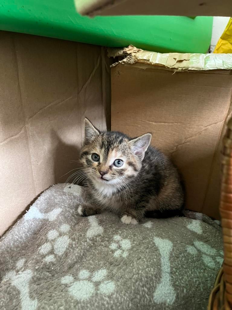 Mooie tamme poesjes, Dieren en Toebehoren, Katten en Kittens | Overige Katten, Meerdere dieren, Kortharig, 0 tot 2 jaar