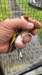 Putter Aminet man, Mannelijk, Parkiet