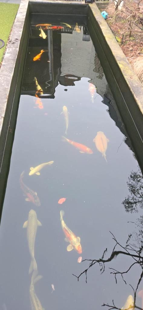Meerdere koi's waarvan de meeste 50cm+ zijn, Tuin en Terras, Vijvers, Ophalen of Verzenden