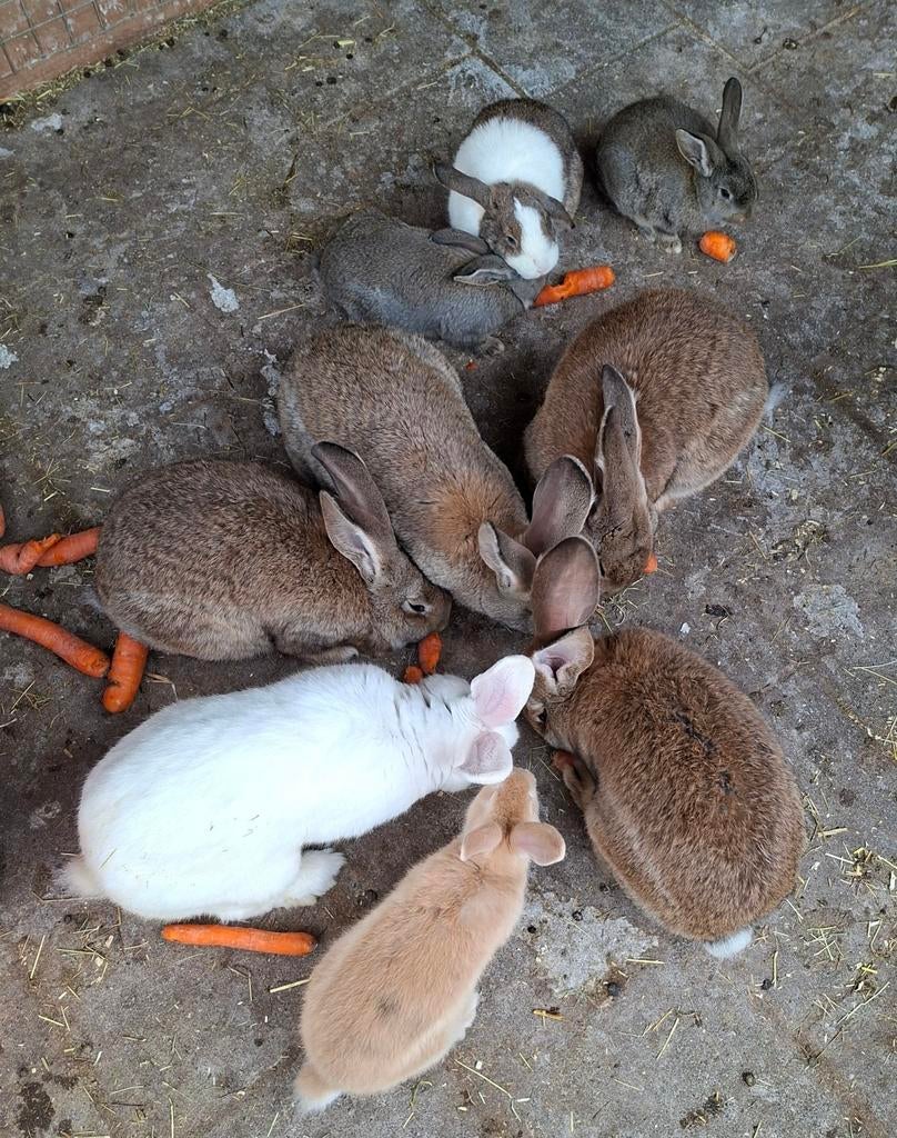 Baby konijntjes, Dieren en Toebehoren, Knaagdieren, Meerdere dieren, Overige typen, Februari