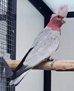 Rose kaketoe split voor lutino 2024, Mannelijk, Papegaai