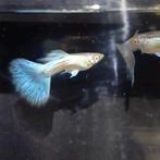 Albino guppen 2€ per stuk, Dieren en Toebehoren, Vissen | Aquariumvissen, Vis