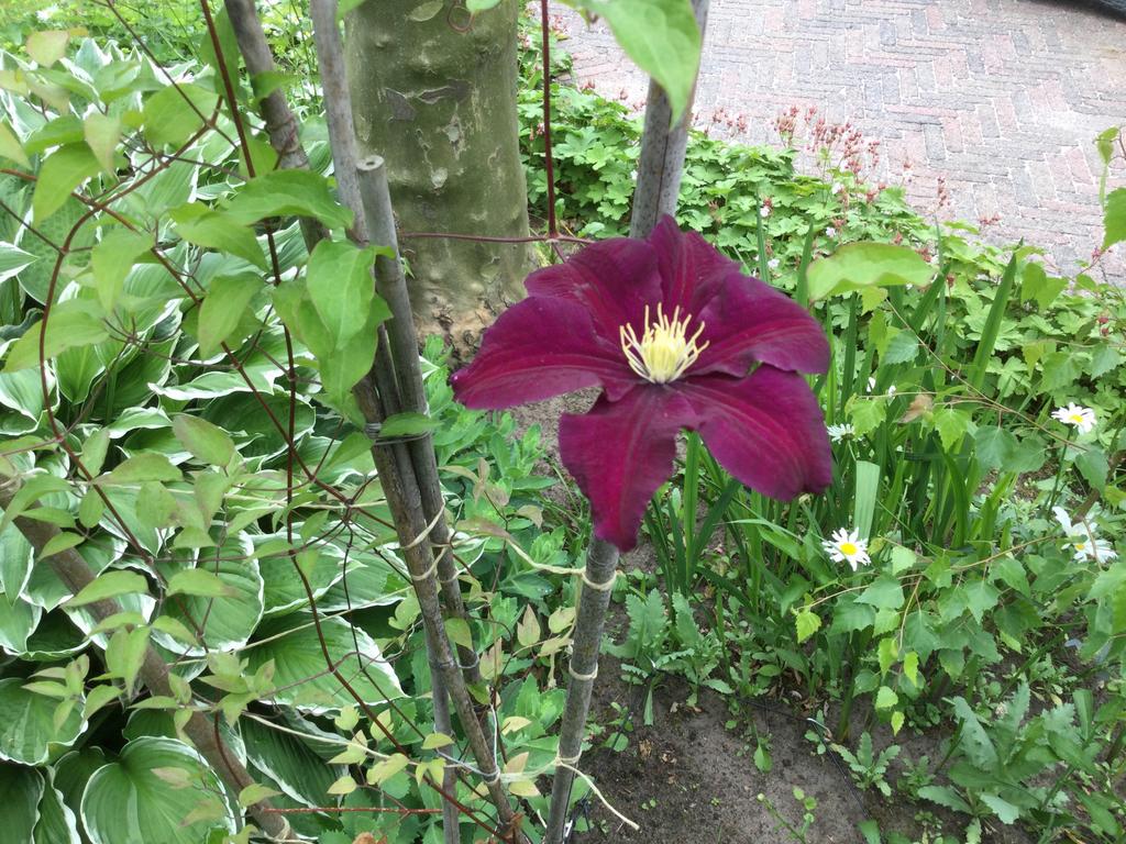 Gezocht gratis rollator, Ophalen of Verzenden, Gebruikt