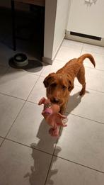 Jack jonge terriër, Reu, CDV (hondenziekte), Eén hond, Nederland