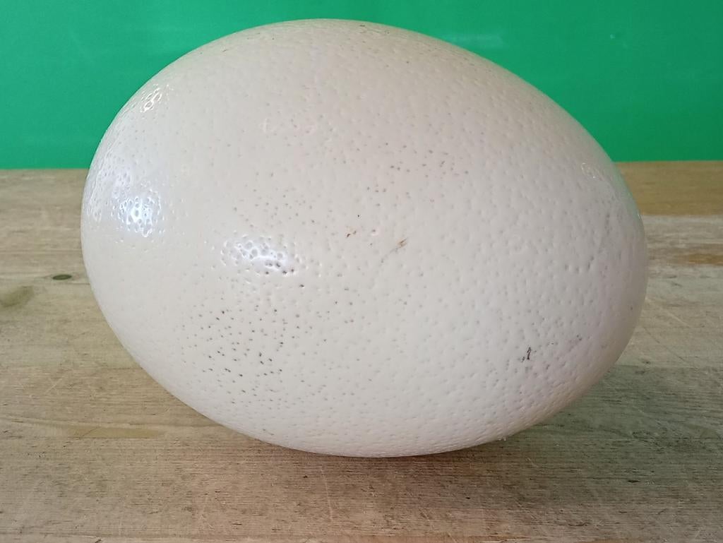 Struisvogelei, curiosa, Antiek en Kunst, Ophalen