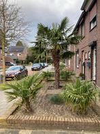 5 Trachycarpus Fortunei Palmbomen, Bloeit niet, 100 tot 250 cm, Palmboom, Ophalen