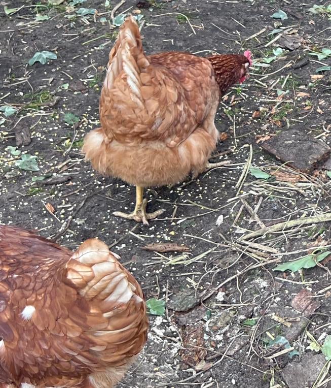 Legkip 19weken, Dieren en Toebehoren, Pluimvee, Vrouwelijk, Kip