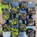 Wilde violen 2 soorten, Ophalen, Bodembedekkers, Vaste plant, Halfschaduw