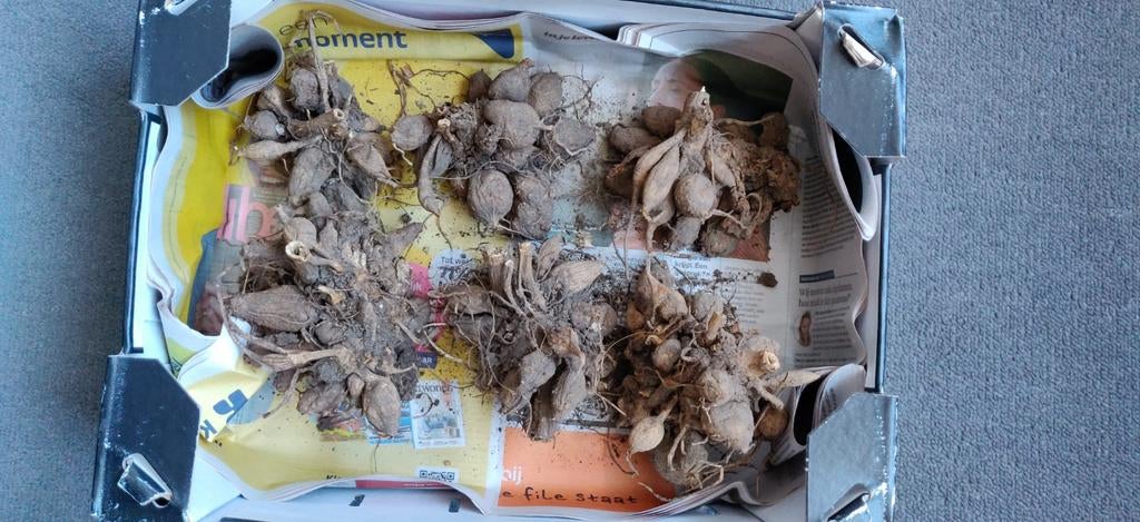 Rode spin dahlia knollen., Tuin en Terras, Bloembollen en Zaden, Ophalen, Volle zon, Knol