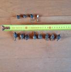 Alocasia Wentii knollen, 12 stuks, Huis en Inrichting, Kamerplanten, Verzenden, Overige soorten, Halfschaduw, Minder dan 100 cm