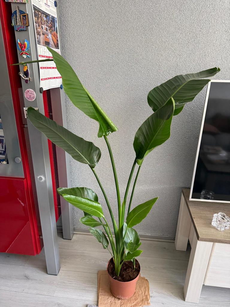 Strelitzia Nicolai, Huis en Inrichting, Kamerplanten, Ophalen, Halfschaduw, 150 tot 200 cm