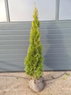 Thuja occidentalis Smaragd / Conifeer, Ophalen of Verzenden