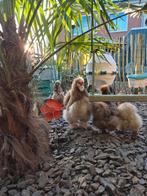 Broedeieren usa zijdehoenen, Dieren en Toebehoren, Pluimvee, Geslacht onbekend, Kip