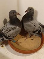 POSTDUIF JONGE DUIF PIEPER, Postduif