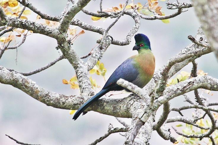 Gezocht: 1-0 purperkuif toerako, Mannelijk, Tropenvogel, Geringd