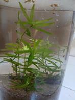 Heteranthera zosterifolia - sterrenkruid, Ophalen