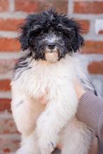 Super schattige maltipoo pups 4 reutjes 13 weken oud 🥰, Dieren en Toebehoren, Parvo, Reu, 8 tot 15 weken, Meerdere