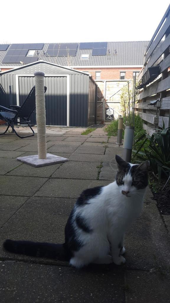 To (6 jaar ) zoekt nieuw huisje, Dieren en Toebehoren, Katten en Kittens | Overige Katten, Kortharig, Kater, 6 jaar of ouder