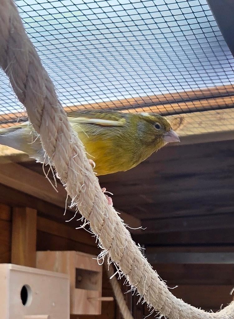 Kanarie man, Dieren en Toebehoren, Vogels | Kanaries, Mannelijk