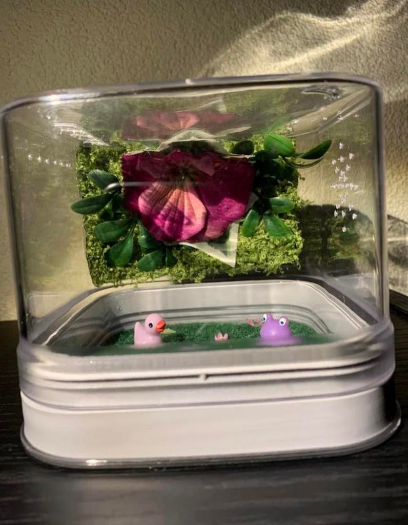 Springspin terrarium paars klein, Dieren en Toebehoren, Insecten en Spinnen, Spin of Schorpioen