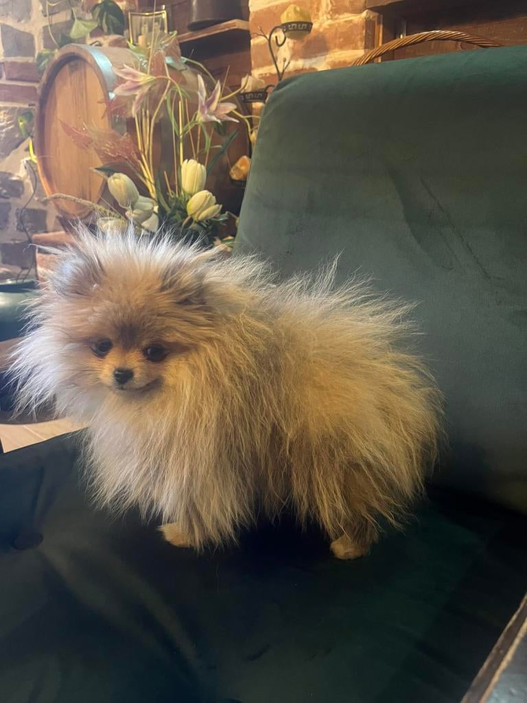 POMERIAAN POMERANIAN MINI BOO, Keeshond, 15 weken tot 1 jaar, Parvo, Teef