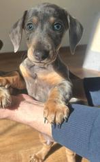 Laatste dwerg merle teckel reutje te koop, Particulier, Reu, 8 tot 15 weken, Dwerg