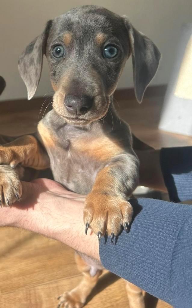 Laatste dwerg merle teckel reutje te koop, Dieren en Toebehoren, Honden | Teckels en Dashonden, Reu, Korthaar, Dwerg, Particulier