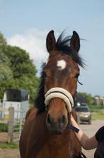 Kwpn paard te koop, Ruin, Springpaard, 3 tot 6 jaar