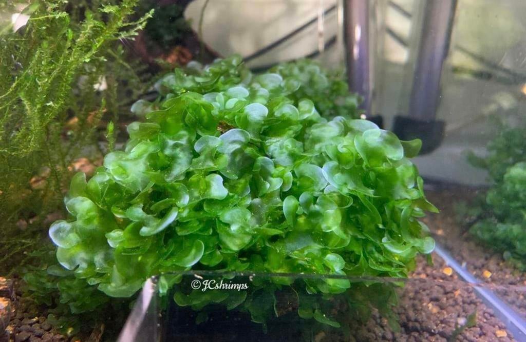 50cc Lomariopsis cf. lineata | lijkt veel op Levermos, Dieren en Toebehoren, Vissen | Aquaria en Toebehoren, Nieuw, Plant(en), Steen of Hout