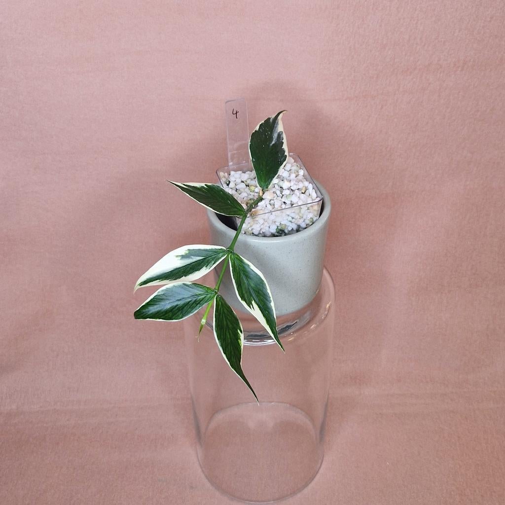 Hoya Polyneura Albo Variegata 4, Overige soorten, Minder dan 100 cm, Bloeiende kamerplant, Halfschaduw