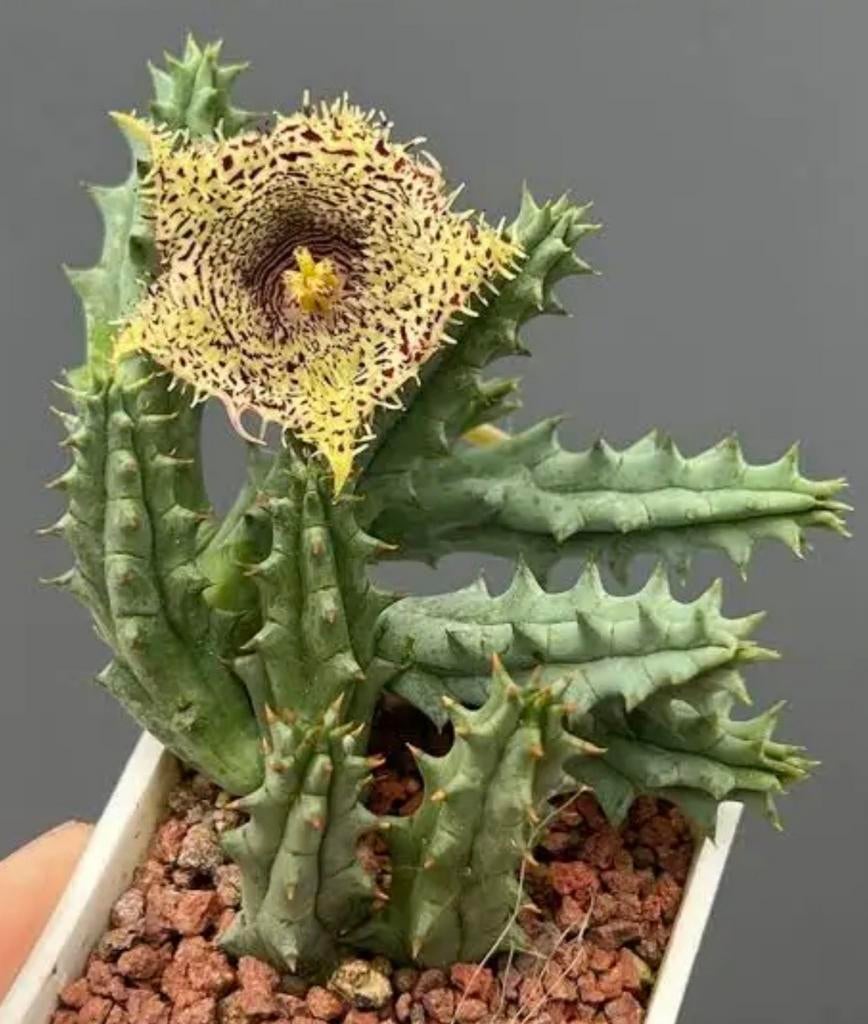 Huernia hystrix, Ophalen of Verzenden