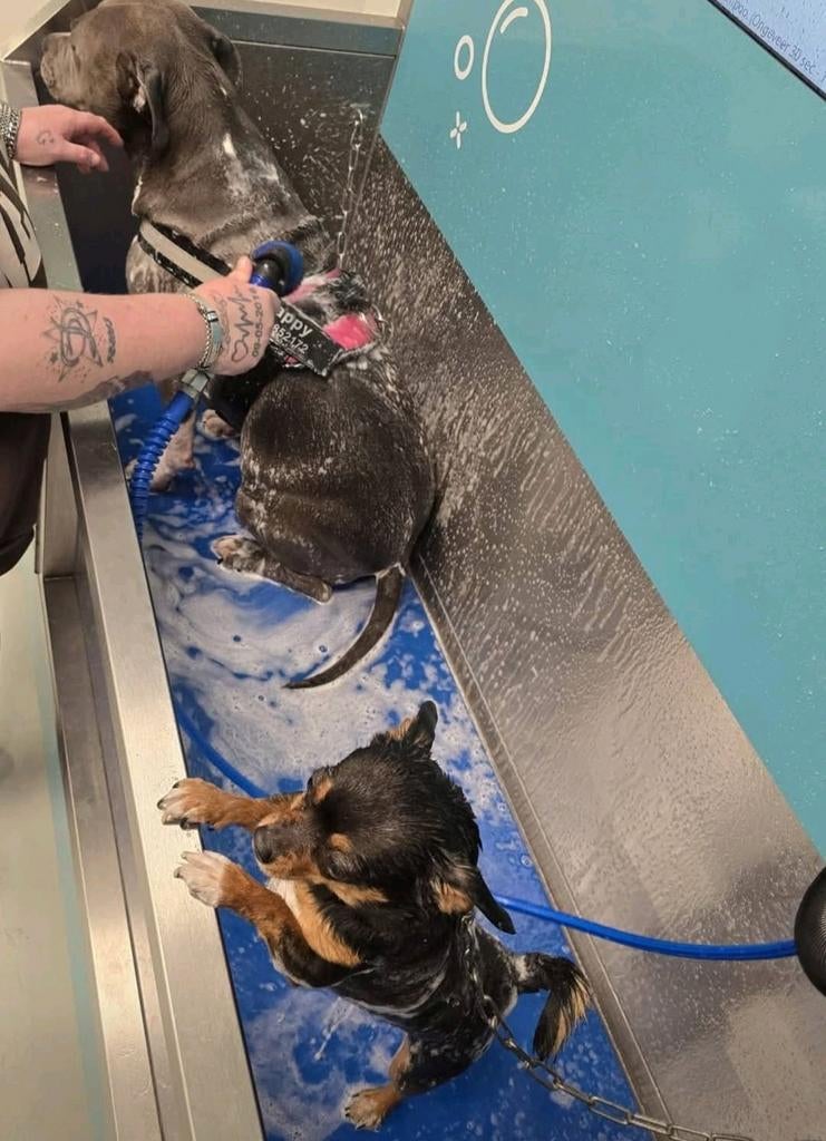 Betrouwbare en ervaren hondenuitlaatservice, Training of Cursus