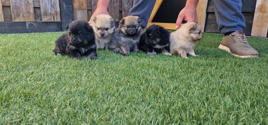 Lieve pomeranian pups zoeken een 5 sterren huisje ️, Keeshond, 8 tot 15 weken, Meerdere, Meerdere dieren