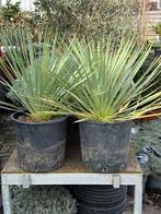 Yukka rostrata 10 literpot hoog 30 cm boven de pot  39,95, Volle zon, Vaste plant, Bloeit niet, Ophalen