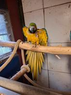 Ara, Dieren en Toebehoren, Vogels | Parkieten en Papegaaien, Meerdere dieren, Papegaai