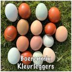 Regenboog eieren - Gekleurde broed eieren, Geslacht onbekend, Kip