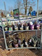 Planten Vlinderlokkers kar vol, Tuin en Terras, Planten | Tuinplanten, Ophalen, Overige soorten, Volle zon