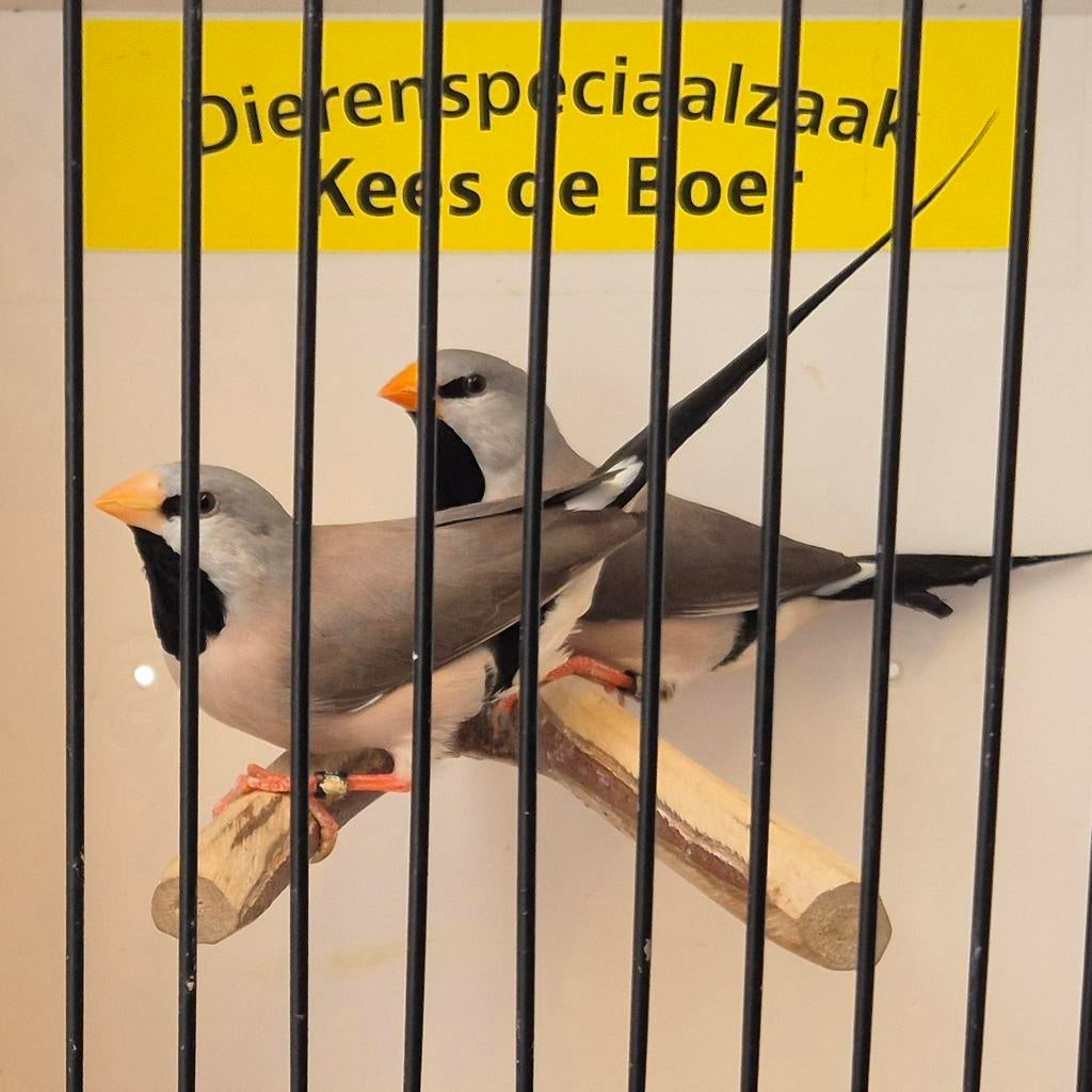 Koppel grijze spitsstaart amadines, Meerdere dieren, Geringd